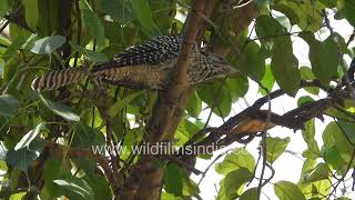 Female Koel a stealthy operator; under cover of male's diversionary tactics, lays eggs in crow nest