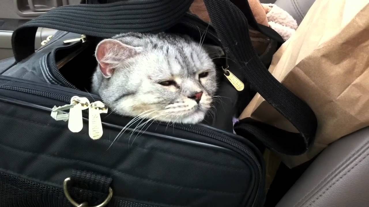 video phone beyonce mp3 Car Cat