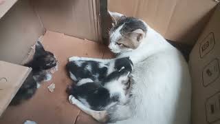 I hope this mother cat accepts the abandoned baby cat(semoga ibu kucing menerima bayi  yg terlantar) by Vi On 1,069 views 8 months ago 5 minutes, 2 seconds