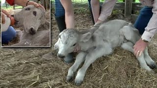 Seeing double? Two-headed calf born on farm in Florida