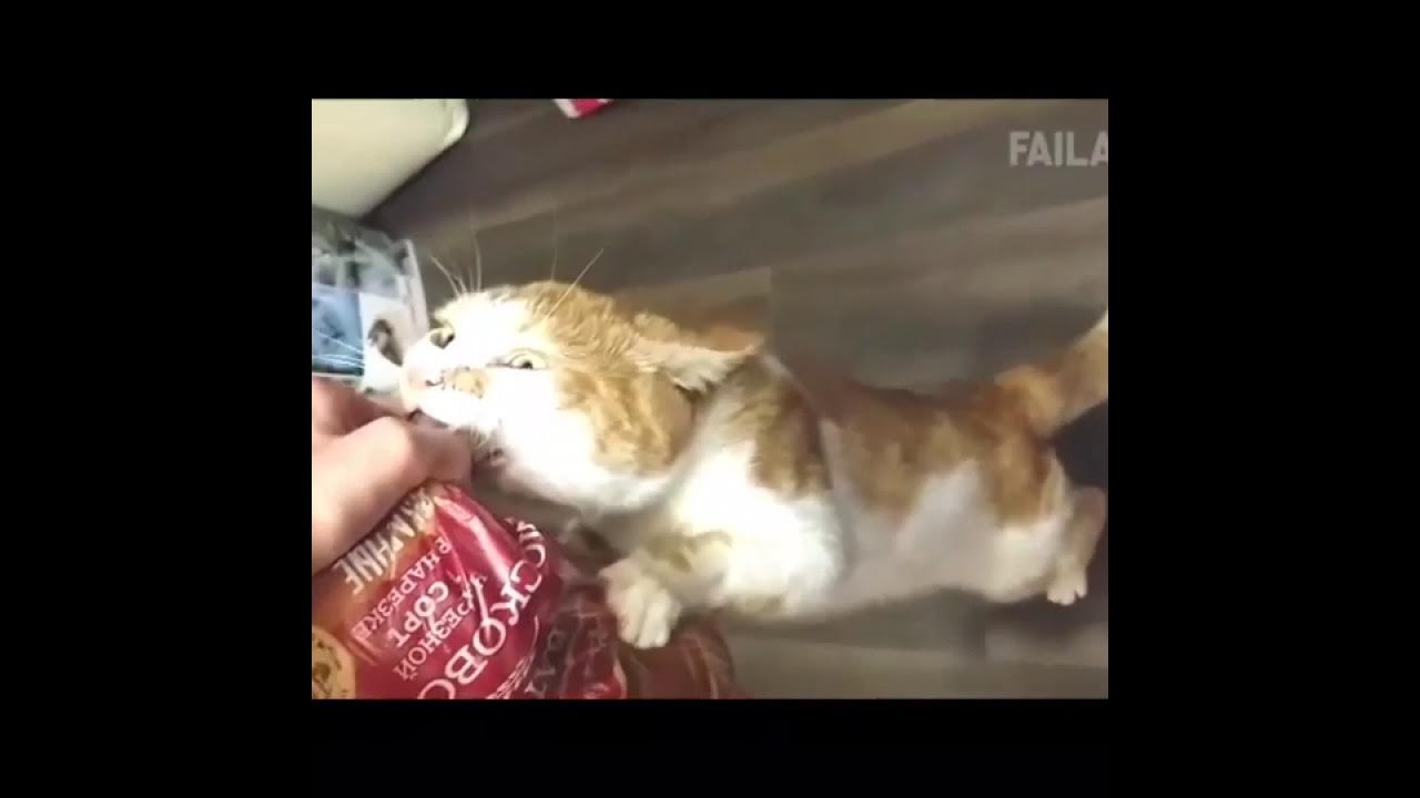 Боря отдам. Боря отдам