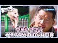 We saw him jump!🦘 [Dogs Are Incredible : EP.217-2] | KBS WORLD TV 240430