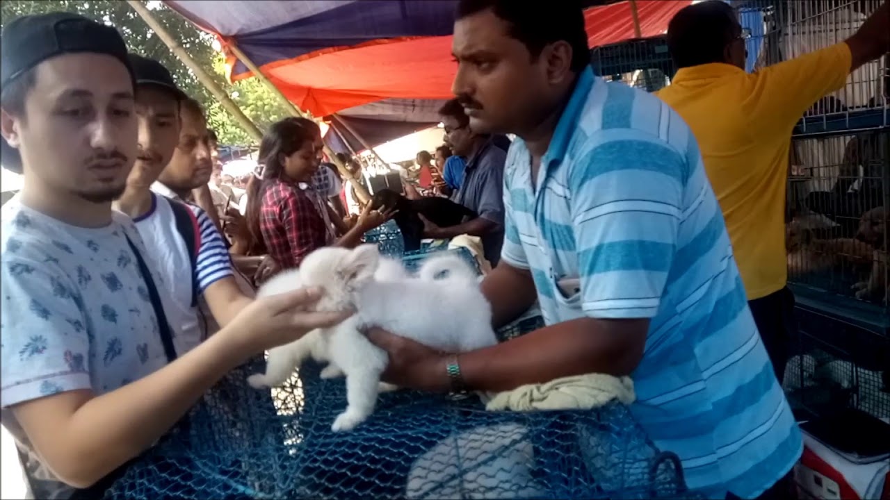 adopt dog las vegas Galiff Street Puppy Market In Action l Puppy With Price l Together