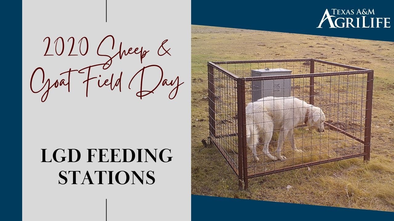 Sheep n Goat Field Day 2020 LGD Feeding Systems YouTube