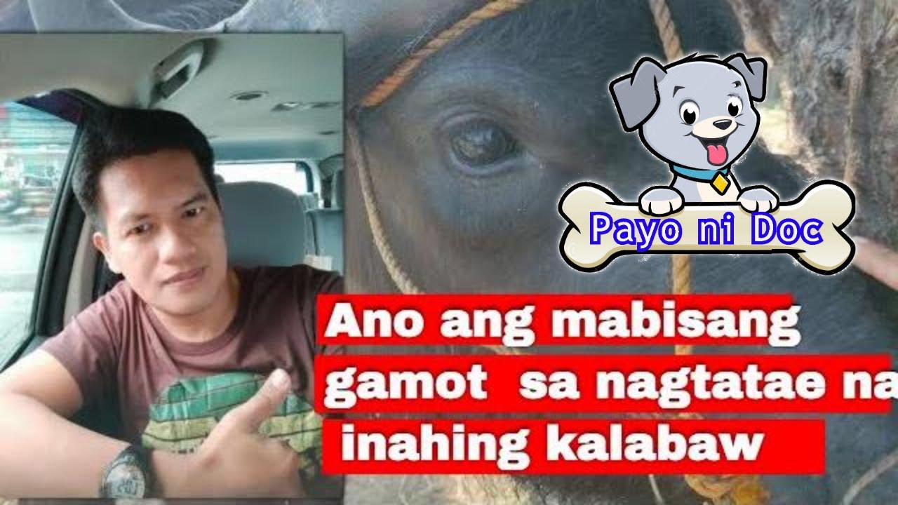 Ano ang mabisang gamot sa nagtatae na inahing kalabaw  pagka tapos po niyang manganak