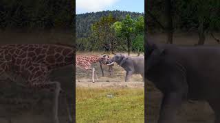 fight electric vs giraffe #viral #youtube #youtubeshorts #alnoortiktok