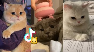 Adorable Cats on Douyin TikTok China  Compilation