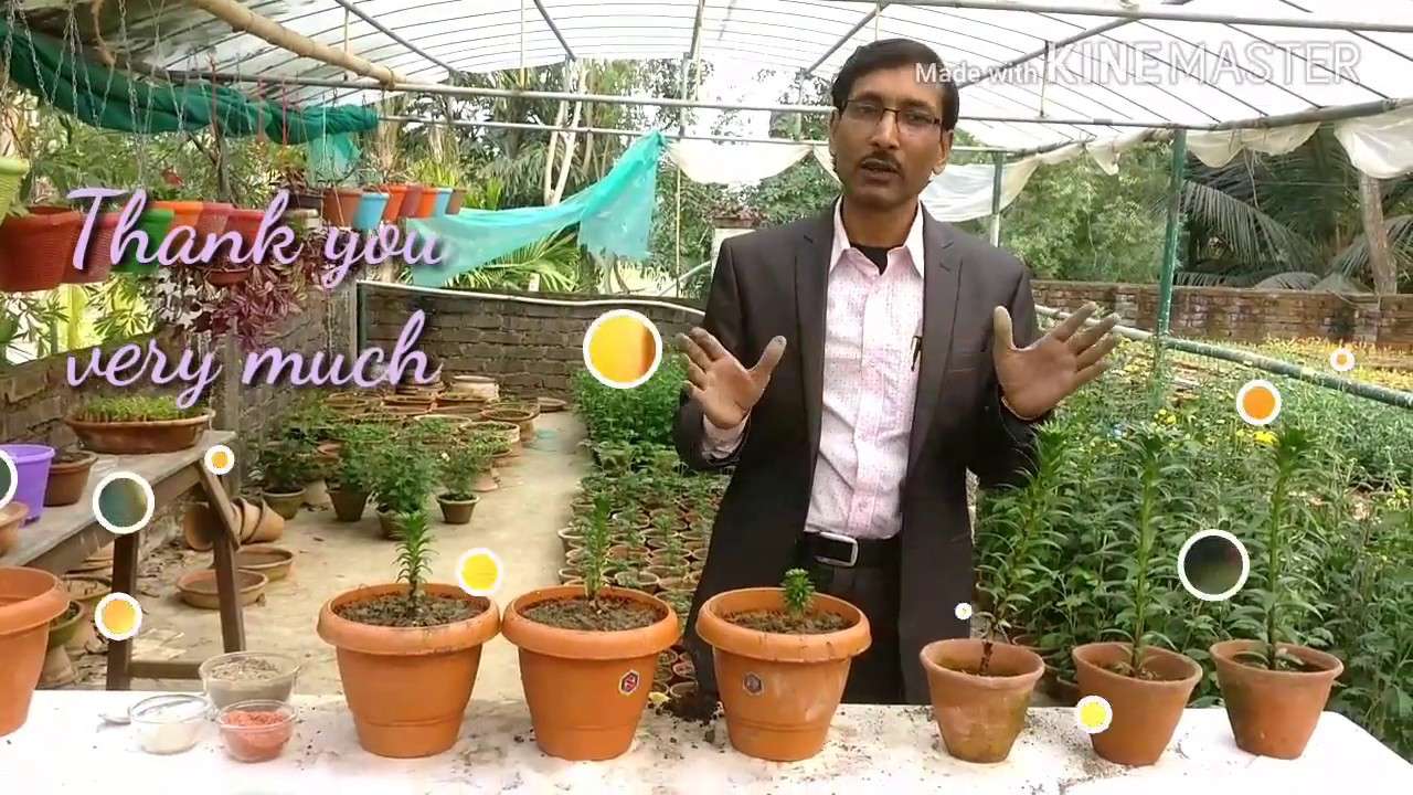 How To Grow And Care Asiatic Lilies From Its Bulbs YouTube How to grow and care asiatic lilies from its bulbs youtube
