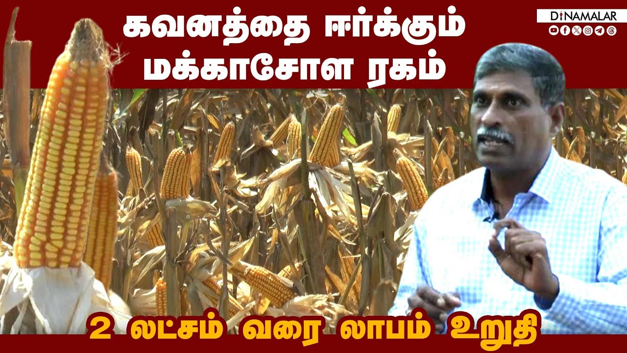 கவனமாக இருக்க வேண்டிய 10 நாட்கள்- விதை உற்பத்தி டிப்ஸ் | Farmer Success Stories | Maize Cultivation