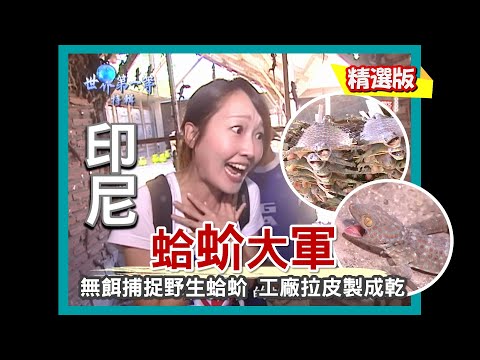 【印尼】抓補山中補品蛤蚧 7000隻蛤蚧寄養中心｜《世界第一等》480集精華版