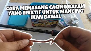 Mengenal Lebih Dalam Tentang Cara Pasang Cacing Bayam Untuk Mancing Harian Ikan Bawal