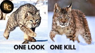 What Makes the Bobcat So Fearless?