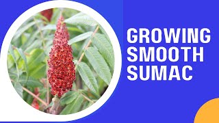 Growing Smooth Sumac: Growing and Maintenance Made Easy