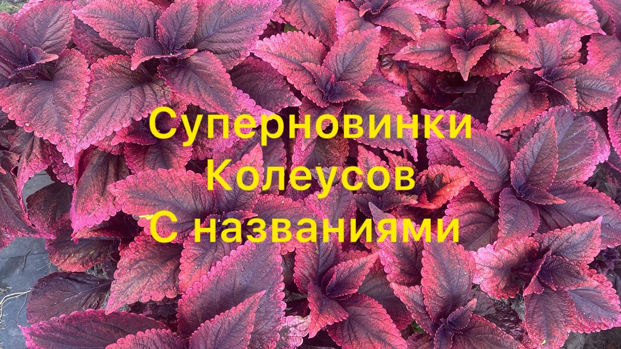 Неземная красота колеусов