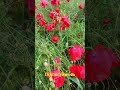 Бджілка працює на маці #бджоли #bee #рій #honeybee