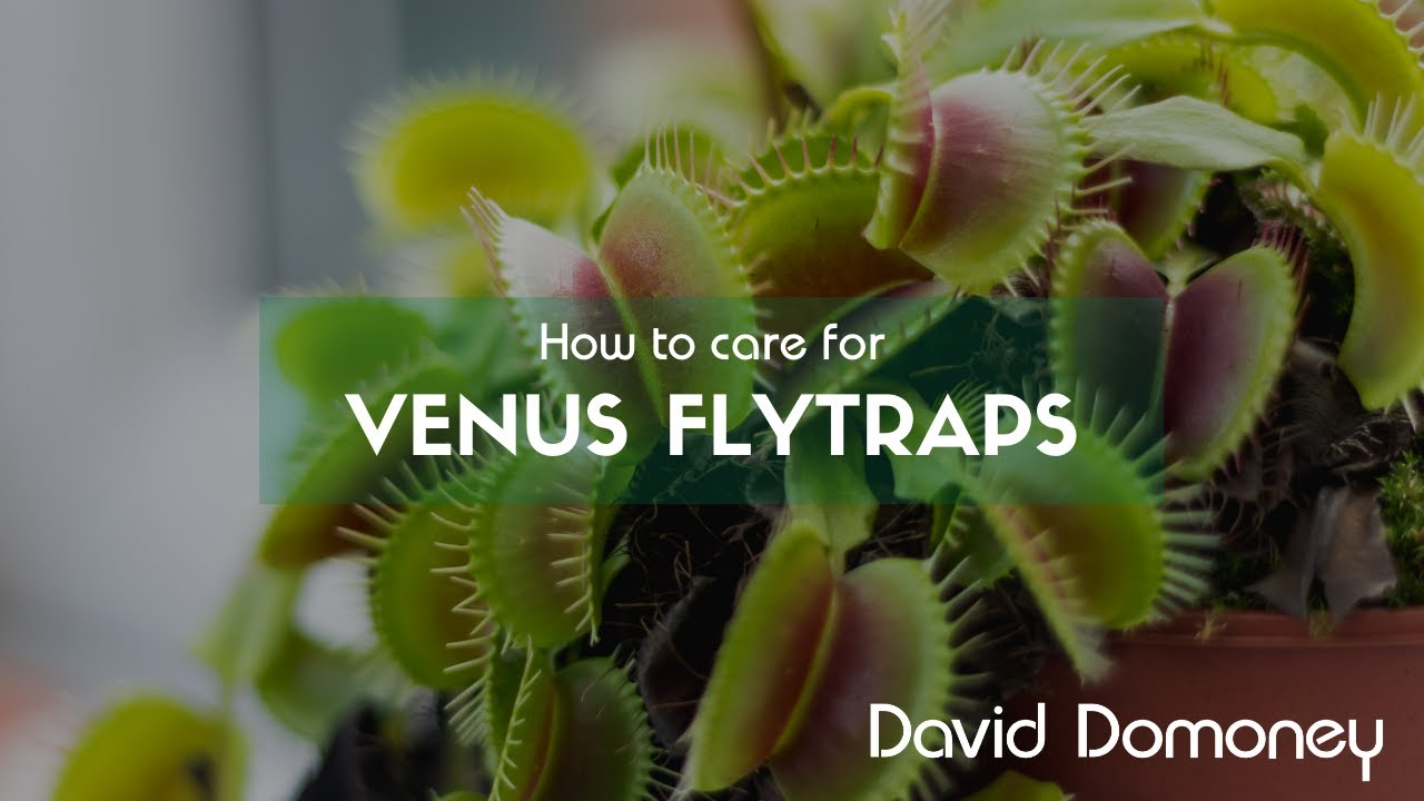 How to care for Venus flytraps YouTube