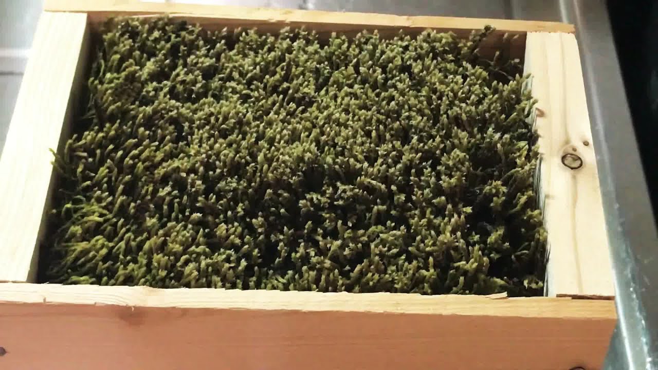 【癒し】かわいい苔💕 水を浴びると目覚める苔　MOISST MOSS 一週間に一度の水やり苔日記１週目　