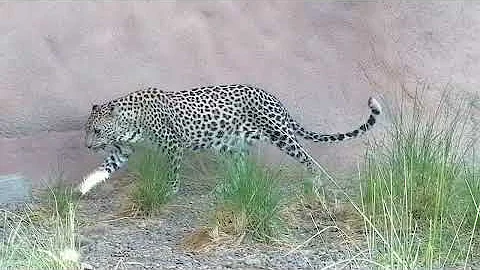 Arabian Leopard at Arabia's Wildlife Centre in Sha...