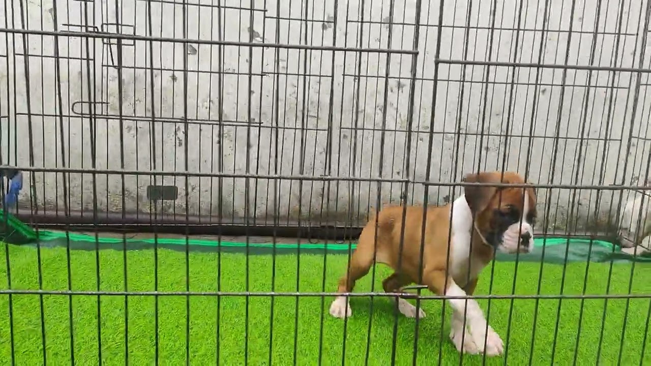 prime boxer's girl...❤️❤️