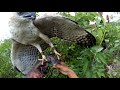 Hunting with Jhon (Changeable Hawk Eagle) Polman Raptor part 20