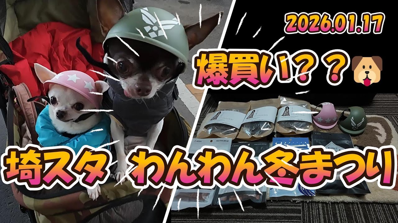 【埼玉スタジアム】わんわん冬まつり2026参戦｜チワワ“チコリタ”の大行進と爆買いデイ🐶