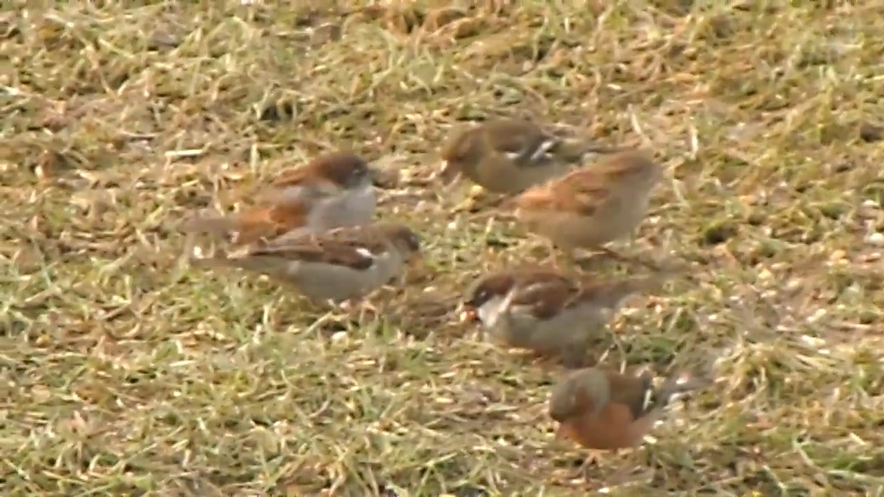 Birds Eating Seeds YouTube