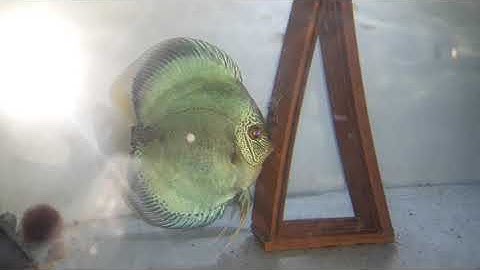 Cá dĩa / cá dĩa đẻ/ vài phút về mấy cặp cá đẻ của mình