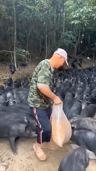 Native Pig Farming | Baboy Ramo |Rural Farming | Feeding | #piggy #farming #shorts #viral