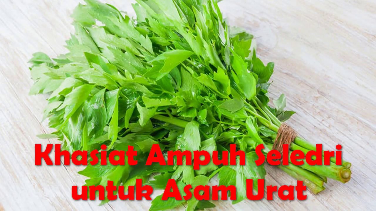 Khasiat Ampuh Seledri untuk Asam Urat 