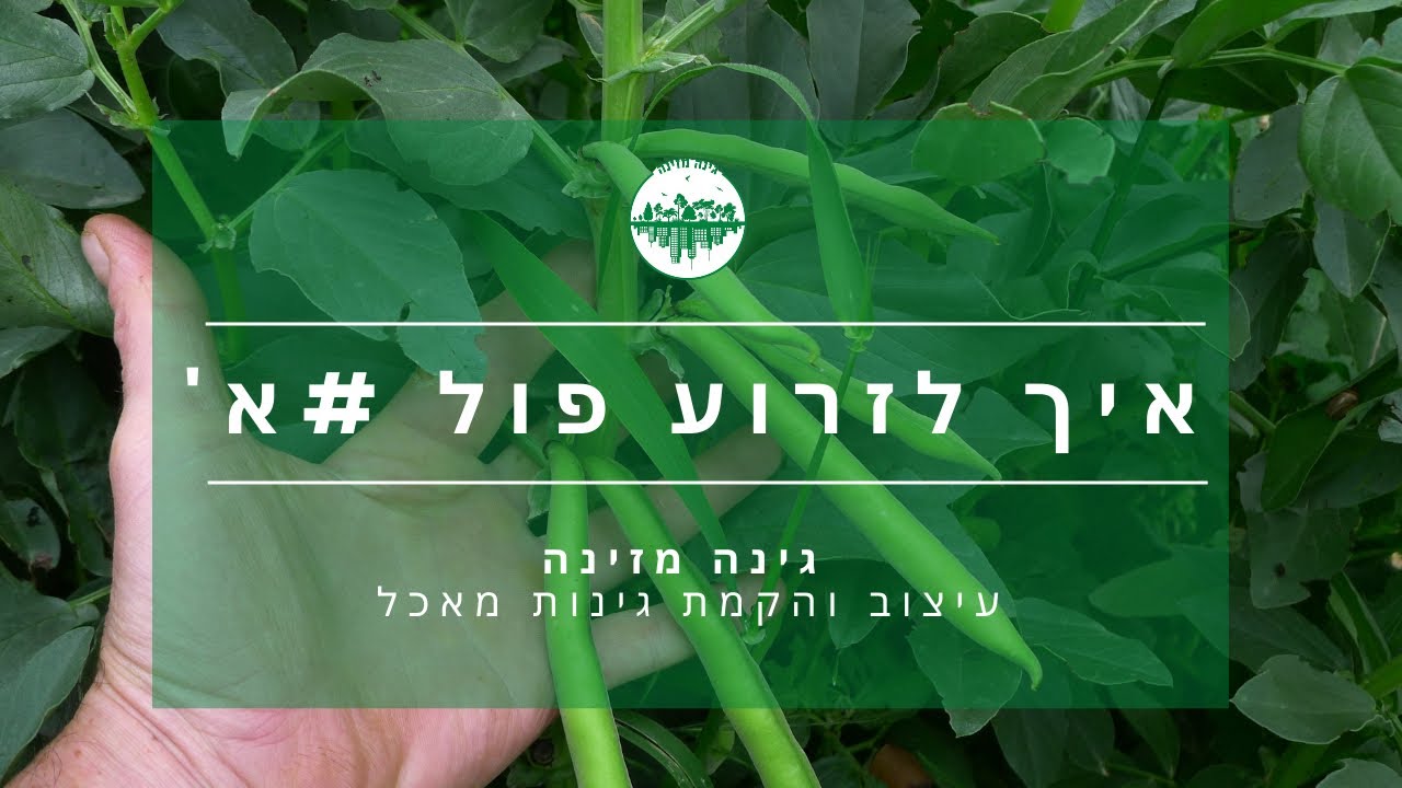 זריעת פול, חלק א': הכנת הקרקע