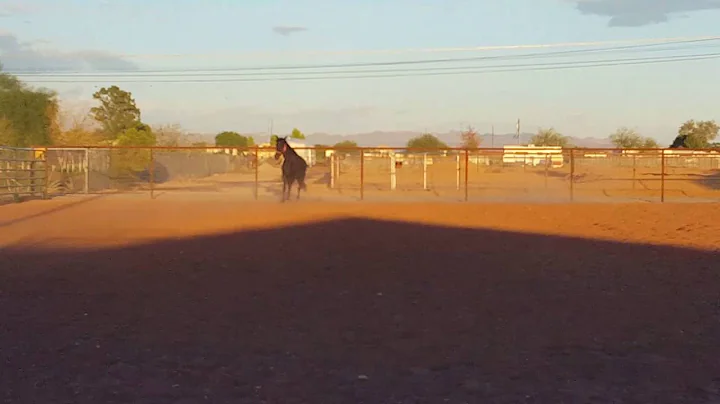 My new horse