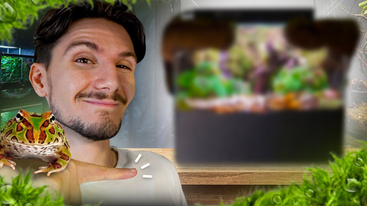 Je CRÉE LE TERRARIUM FINAL de ma Grenouille cornue ! (PROJET C.C.)