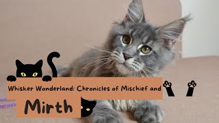 Whisker Wonderland: Chronicles of Mischief and Mirth🌟 #cat #catfacts #youtubevideos #viral by European Maine Coon Kittens by MasterCoons Cattery 85 views 2 months ago 2 minutes