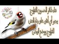 نداء طائر الحسون للتزاوج يجبر أي أنثى على بناء العش للتزاوج ووضع البيض mp3
