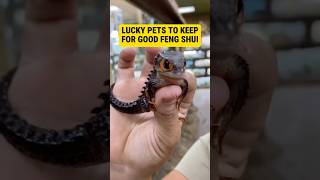 Feng Shui Pet Guide: Choose Lucky Animals & Avoid Bad Luck at Home! 🐍🐢🐈‍⬛