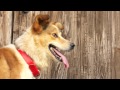 吠える犬：hal君が鳴き続けました...