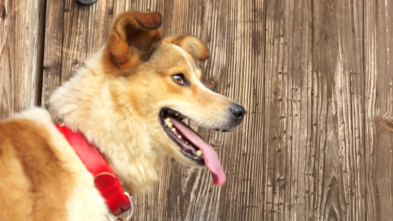 吠える犬 Hal君が鳴き続けました Youtube