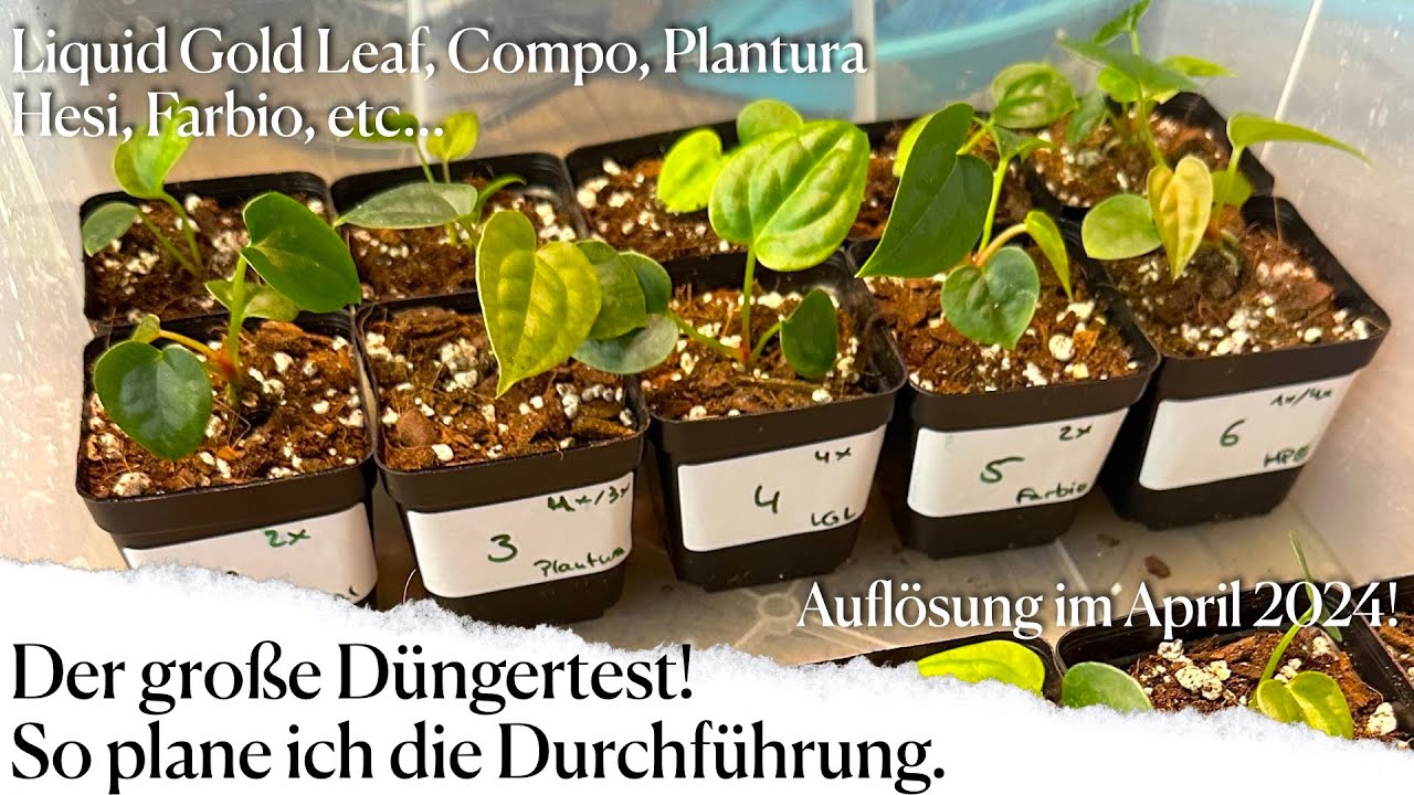 Diese Dünger teste ich in meinem großen Düngertest mit meinen Anthurium Sämlingen🪴