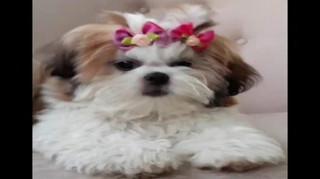 O que o cachorro Shih Tzu não gosta?