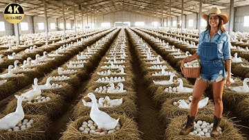 How to Produce Billions of Ducks for Eggs and Meat – Amazing Duck Farming Technology