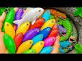 Catch beautiful aquarium fish in small pond baby turtles, snakehead fish, red parrotfish, goby, frog