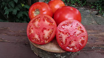 Jak velká jsou rajčata Wisconsin 55?