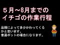 5月ー8月イチゴ苗管理