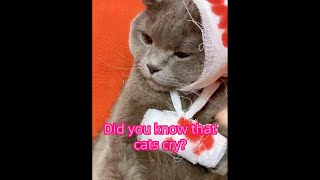 Did you know that cats cry?