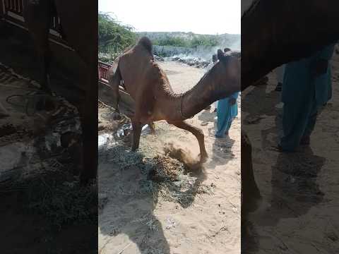 أثناء إنزاله من عربة الجمال قفزت ساقه وأصبحت ملتوية