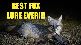 TRAPPING FOXES IN A COW PASTURE!!!