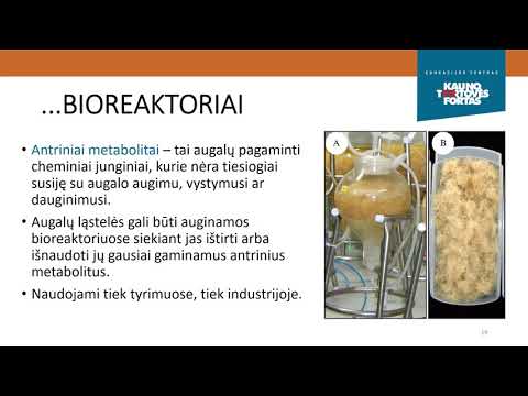 Video: Kodėl mitozei stebėti naudojamas šaknies galiukas?