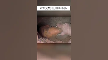 Грызуны живут под землёй как муравьи. Голый землекоп