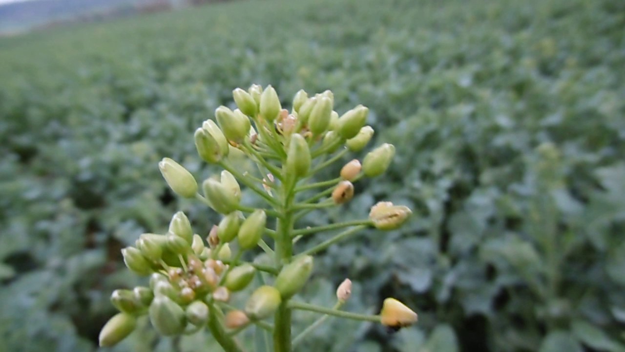 Parcelle à problème méligèthes. - YouTube