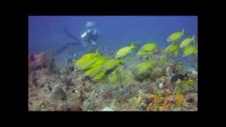 Diving with Ocean Quest Scuba on the Sandy's Sunday
